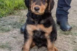 Airdale Terrier / Golden Retriever puppies