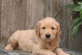 Golden retriever puppies