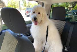 Golden Doodle Breeder Pair