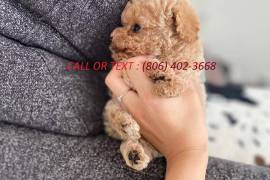 Poodle# puppies# for# sale#