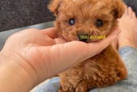 Adorable poodle Text/Call @ (806) 402-3668