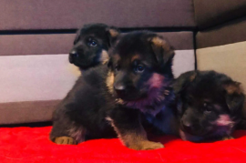 german shepherd puppies