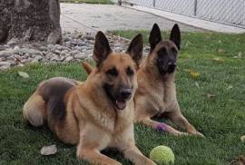 German Shepherd and Belgium Malinois 