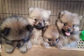 Pomeranian puppies for sale 