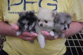 Pomeranian puppies 