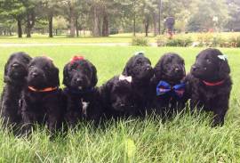 Golden doodle puppies for sale! 