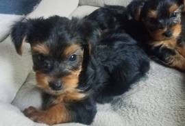 Teacup CKC yorkies puppies