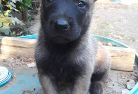 Belgian Malinois puppies 