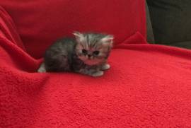 Cfa Persians kittens for sale 