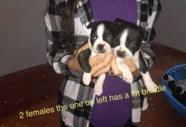 Full blooded Boston terrier puppies available 8-20