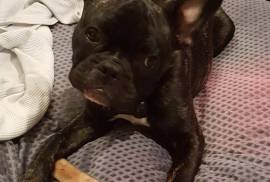 French Bulldog looking for caring, loving home