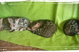 Beautiful Bengal Kittens