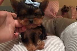 Teacup Yorkie Puppies