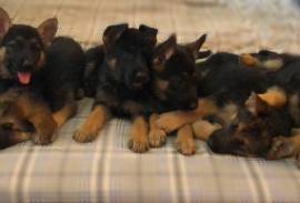 German Shepard puppy 