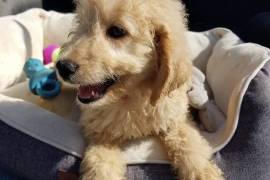  GOLDENDOODLE PUPPIES F1b