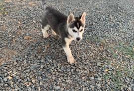 Siberian Husky Puppy