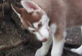 Female Siberian Husky Pups