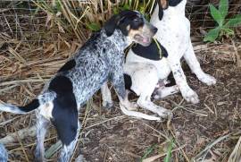 Catahoula x ridgeback x neomastiff puppies 