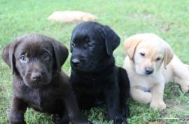 AKC Lab Puppies For Sale