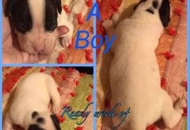 Boxer puppies in Caneyville Ky 