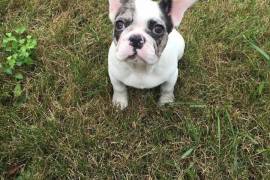 French Bulldog Puppy 