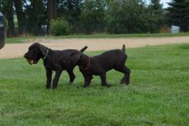 German Wirehaired Pointers