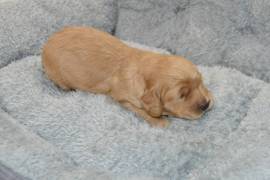 Cockapoo Male