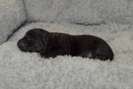 Yorkipoo females