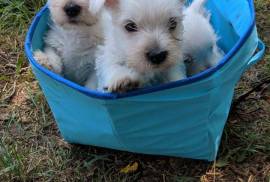 West Highland Terrier pups