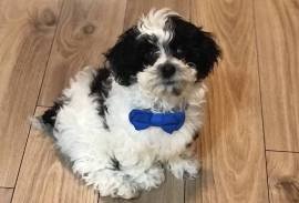 7 month old male Shihpoo puppy