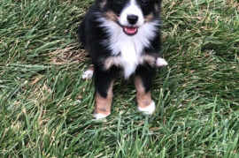 Mini Sheltie/Mini Australian Shepherd mix
