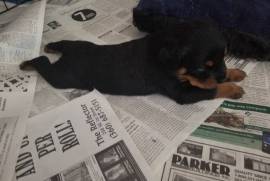 AKC rottweilers puppies 