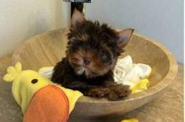 Lovely T Cup Yorkie Puppies
