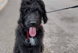 Pepper the Bernedoodle Puppy