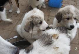 Great Pyrenees