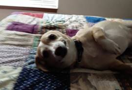 Loving Beagle/Chihuahua
