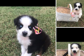 Australian Shepherd Puppies AKC reg