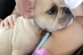 French bulldog puppy