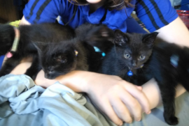 Adorable Black kittens