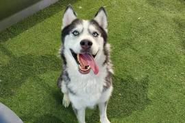 Mist 3yr old M Siberian Husky  needs forever home