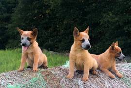 Red Heelers