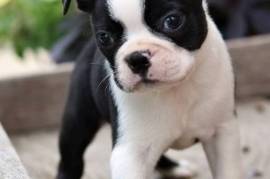 Cute Boston terrier puppies