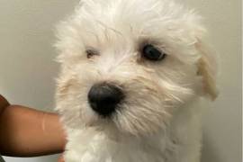 Adorable Malti-Poo Puppies