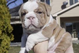 AKC English Bulldog Puppies