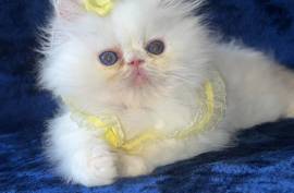 Himalayan Persian Kittens