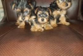 Teacup CKC yorkies