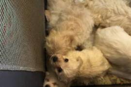 Gorgeous Poochon (Bich Poo) Puppies