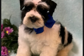 AKC Miniature Schnauzer Puppies