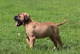 Female Bullmastiff