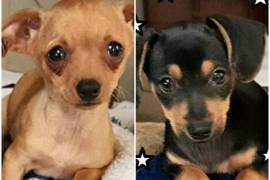 Chiweenie pair